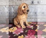 Small #11 Goldendoodle mix (+ Poodle Miniature)