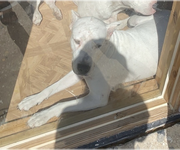 Medium Photo #1 Dogo Argentino Puppy For Sale in INTERLACHEN, FL, USA