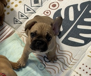 Medium French Bulldog