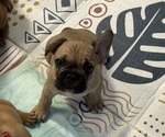 Puppy Black collar French Bulldog