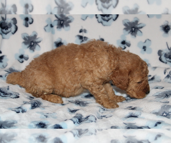Medium Photo #12 Goldendoodle (Miniature) Puppy For Sale in BLOOMINGTON, IN, USA