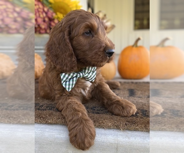Medium Photo #4 Irish Doodle Puppy For Sale in WOOSTER, OH, USA