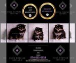Small Photo #2 Pomeranian Puppy For Sale in WARSAW, IN, USA