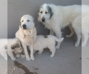 Mother of the Great Pyrenees puppies born on 10/19/2021