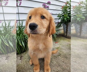 English Cream Golden Retriever Puppy for sale in WALKERTON, IN, USA