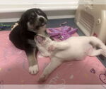 Small #16 Great Pyrenees Mix