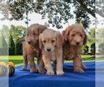 Small Photo #2 Labradoodle-Poodle (Miniature) Mix Puppy For Sale in GAP, PA, USA