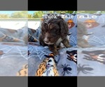 Small Photo #1 Aussiedoodle Puppy For Sale in LEBANON, MO, USA