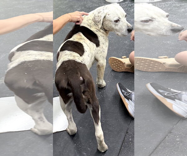 Medium Photo #5 Boxer-Pointer Mix Puppy For Sale in Mount Airy, NC, USA