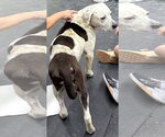 Small #4 Boxer-Pointer Mix