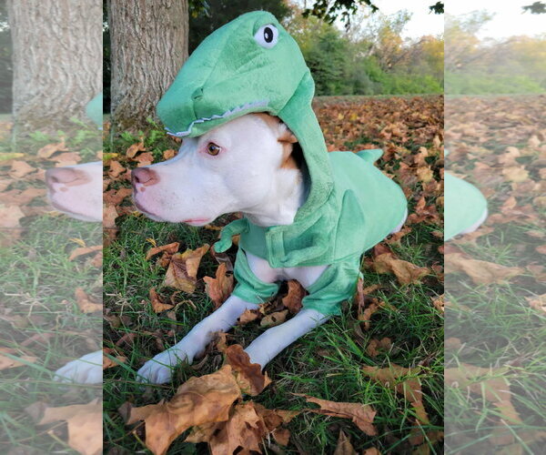 Medium Photo #15 American Pit Bull Terrier-Unknown Mix Puppy For Sale in Germantown, OH, USA