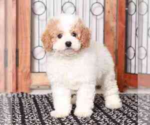 Cavapoo Puppy for sale in NAPLES, FL, USA