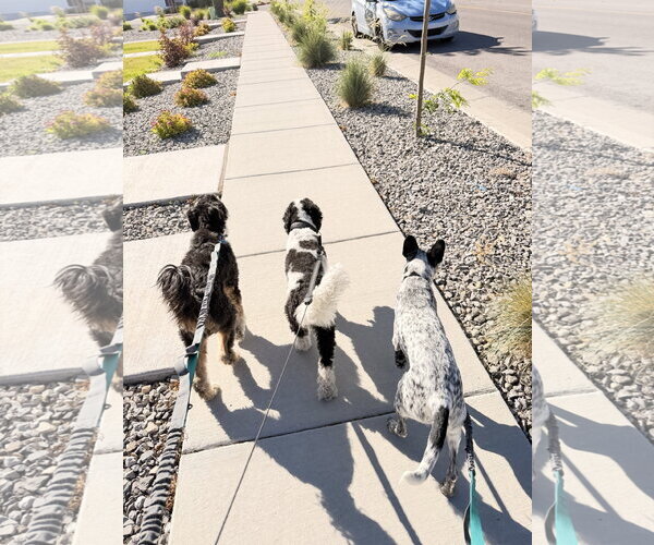 Medium Photo #4 Mutt Puppy For Sale in Sandy, UT, USA