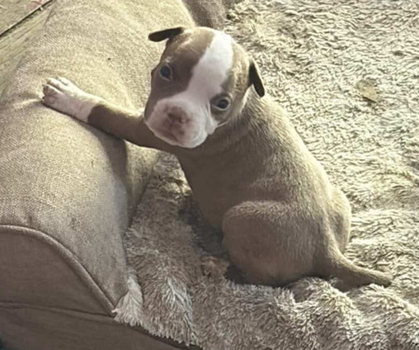 Medium Photo #1 American Bully Puppy For Sale in LANSFORD, PA, USA