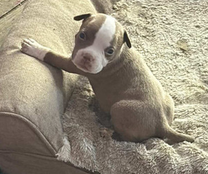 American Bully Puppy for sale in LANSFORD, PA, USA