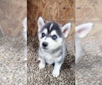 Small Photo #1 Siberian Husky Puppy For Sale in TUCSON, AZ, USA