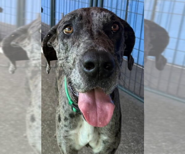 Medium Photo #4 Great Dane Puppy For Sale in Palm Beach, FL, USA