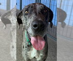 Small #3 Great Dane