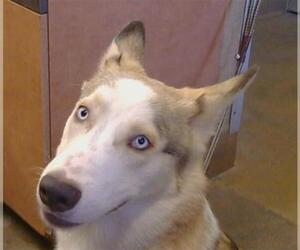 Siberian Husky Dogs for adoption in Sacramento, CA, USA