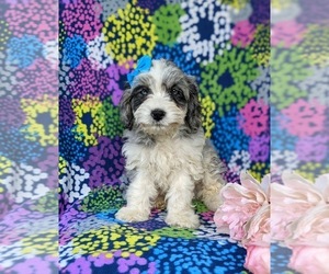 Cavapoo Puppy for sale in KINZERS, PA, USA