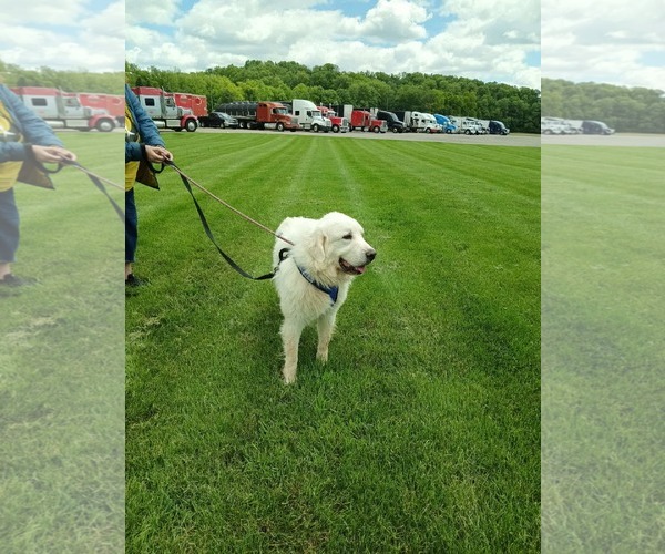 Medium Photo #2 Great Pyrenees Puppy For Sale in Croydon, NH, USA