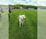 Small #1 Great Pyrenees