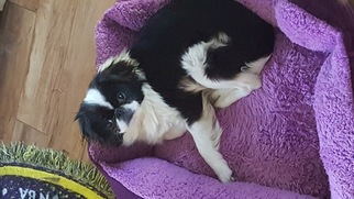 Mother of the Japanese Chin puppies born on 08/24/2017