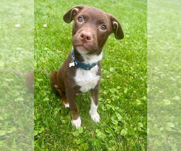 Medium Photo #1 American Pit Bull Terrier-Unknown Mix Puppy For Sale in Germantown, OH, USA