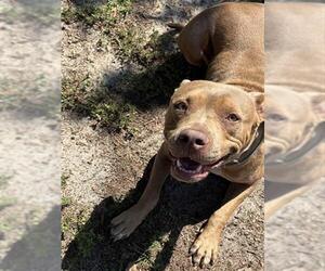 Mutt Dogs for adoption in Augusta, GA, USA