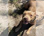 DAISY - Female Mutt Dog for Adoption - Small photo
