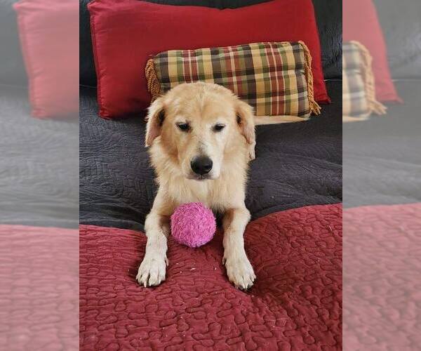 Medium Photo #6 Golden Retriever Puppy For Sale in Spring Lake, NC, USA