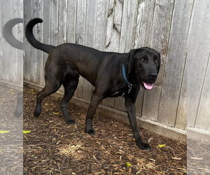 Levi - Male Chocolate Labrador retriever-Labrador Retriever Mix Dog for Adoption - Photo #20