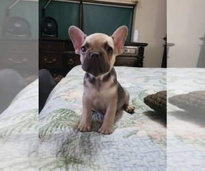 French Bulldog Puppy for sale in WOODSTOCK, GA, USA