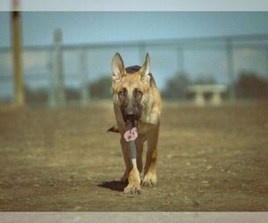German Shepherd Dog Dogs for adoption in OLYMPIA, WA, USA