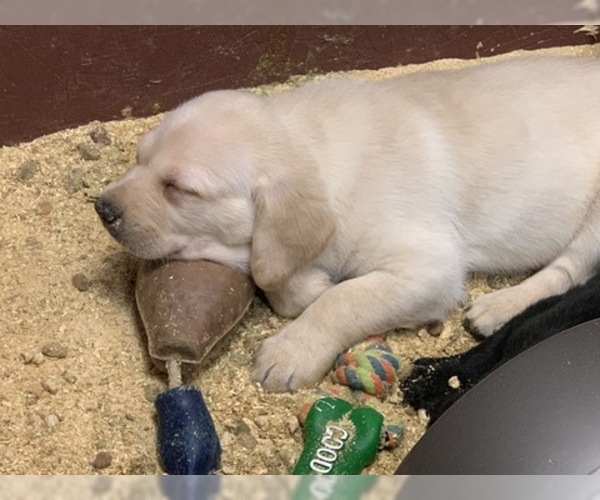 Medium Photo #12 Labrador Retriever Puppy For Sale in WILSONVILLE, OR, USA