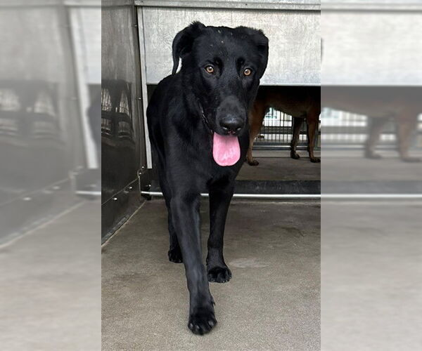 Medium Photo #2 Labrador Retriever-Unknown Mix Puppy For Sale in San Bernardino, CA, USA
