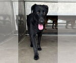 Small #1 Labrador Retriever Mix