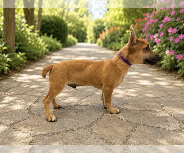 Medium Photo #4 Chihuahua-Unknown Mix Puppy For Sale in PIPE CREEK, TX, USA