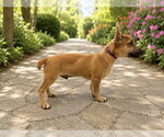 Small #3 Chihuahua Mix