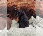 Small Photo #10 Labrador Retriever Puppy For Sale in KITTRELL, NC, USA