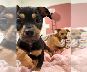 Chihuahua-Unknown Mix Dogs for adoption in Alexander, AR, USA