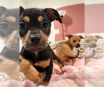 Small Chihuahua Mix