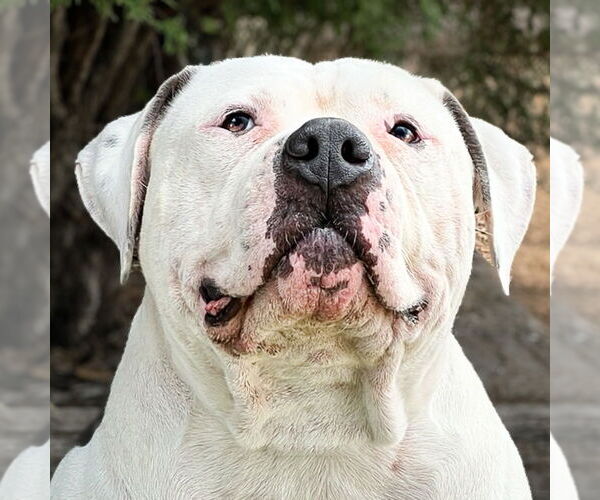 Medium Photo #1 Bulldog Puppy For Sale in Albuquerque, NM, USA