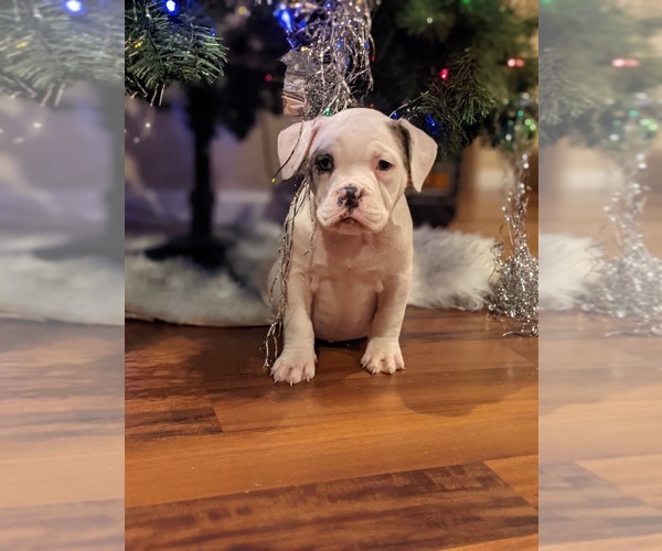 Medium Photo #10 American Bully Puppy For Sale in ANTIOCH, CA, USA