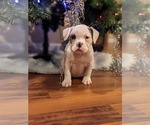 Small Photo #10 American Bully Puppy For Sale in ANTIOCH, CA, USA