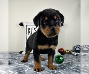 Rottweiler Puppy for sale in GREENFIELD, IN, USA
