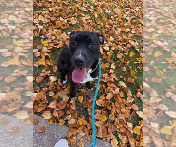 Medium Photo #2 American Pit Bull Terrier-Labrador Retriever Mix Puppy For Sale in Benton, PA, USA