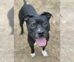 Small #1 American Pit Bull Terrier Mix