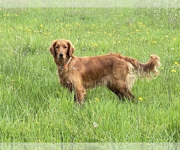 Medium Photo #1 Golden Irish Puppy For Sale in CLEVELAND, TN, USA