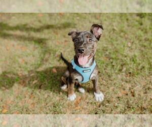 Mutt Dogs for adoption in oakland, FL, USA